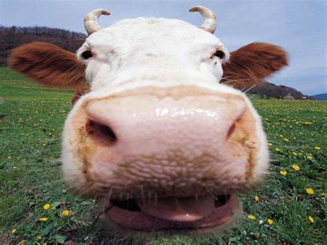 funny cow image